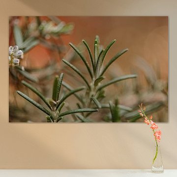 Rozemarijn kruidentuin