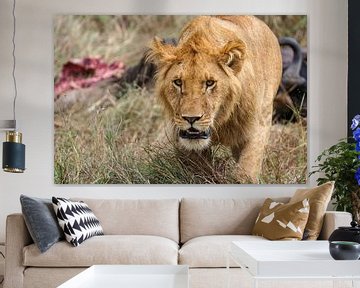 Lions dans le Masai Mara sur Roland Brack