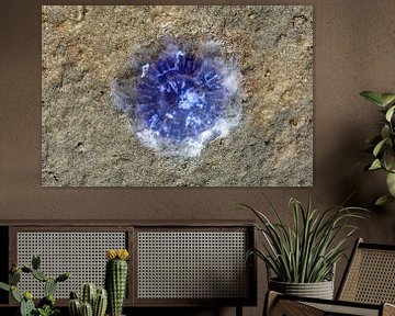 Blue nettle jellyfish on the North Sea beach by Peter Eckert