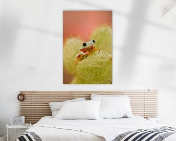 grüner Frosch von Rachel Fotografie