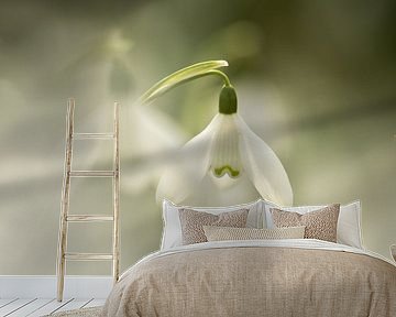soft snowdrop flowers by KB Design & Photography (Karen Brouwer)