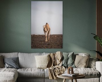 Lonely dromedaries through the Moroccan Sahara by Tobias van Krieken