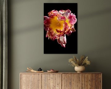 A tulip with character by SO fotografie