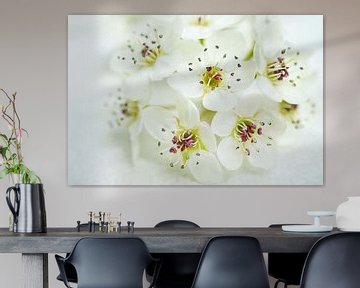 Weiße Bradford-Birne Blumen Cluster von Iris Holzer Richardson