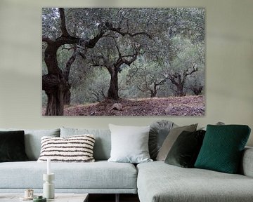 The olive grove by Miranda van Hulst