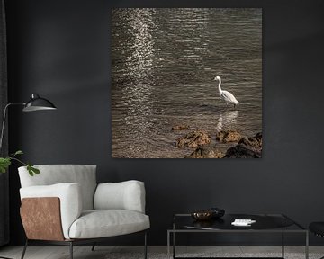 White heron hunting in the evening light by Harrie Muis