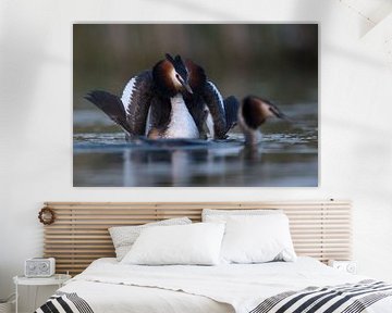 the most beautiful part of the courtship... Great Crested Grebe ( Podiceps cristatus ), by wunderbare Erde