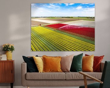 Tulpen auf einem mit einem landwirtschaftlichen Sprinkler besprühten Feld von Sjoerd van der Wal Fotografie