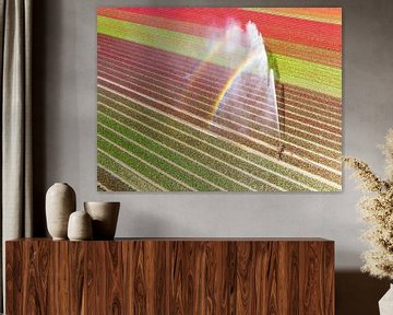 Tulips in a field sprayed by an agricultural sprinkler by Sjoerd van der Wal Photography