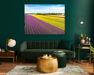 Tulips in fields during springtime seen from above by Sjoerd van der Wal Photography