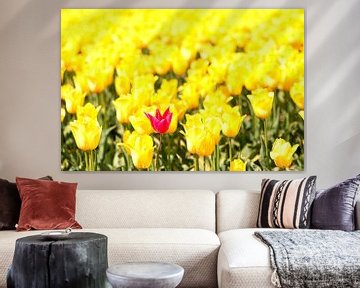 One red tulip in a field of yellow tulips by Sjoerd van der Wal Photography