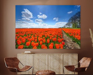 Tulips growing in agricutlural fields during springtime  by Sjoerd van der Wal Photography