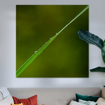 Blade of grass with small drops of water