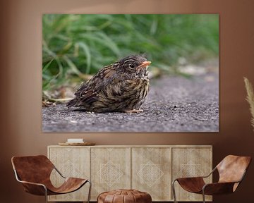 Young bird... Dunnock ( Prunella modularis ) by wunderbare Erde