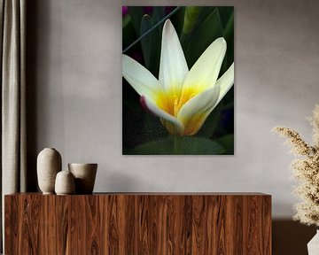 Een bloem van een wit/gele tulpje