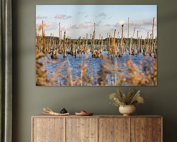 Forêt morte de cormorans dans la vallée de la Peene près d'Anklam sur Werner Dieterich