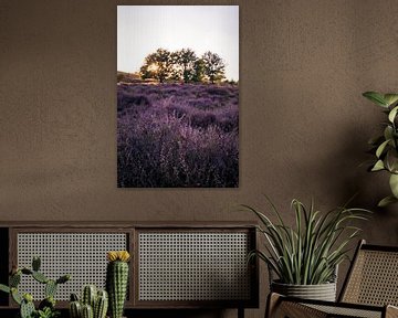 Flowering heather on De Posbank, Rheden by Luc van der Krabben