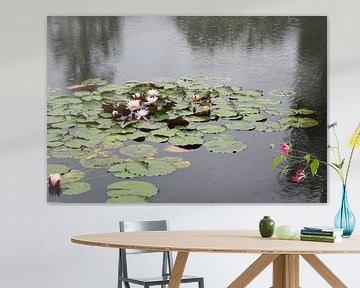 Water lilies on a pond in the rain by Retrotimes