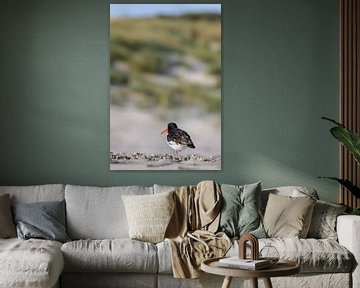 Huîtrier pie (Haematopus ostralegus) sur Dirk Rüter