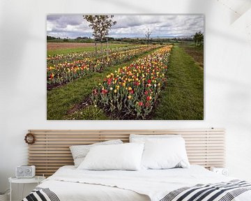 Tulpen in Eyserheide van Rob Boon