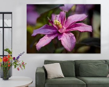 Clematis by Rob Boon