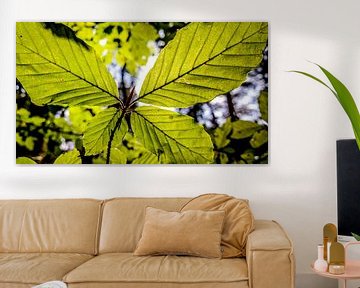Butterfly? by rosstek ®