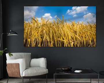 Wheat von rosstek ®