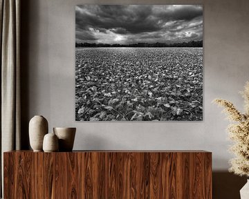 Weids uitzicht over een suikerbietenveld op een bewolkte zomerdag. van John Duurkoop