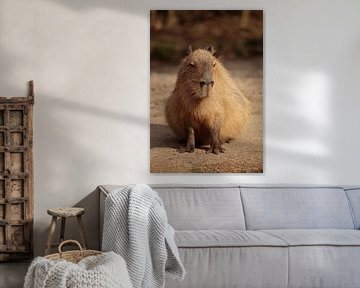 Capybara von Frank Smedts