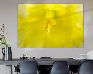 Yellow Daffodil Stamen with Water Droplet by Iris Holzer Richardson