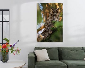 nocturnal... Long-eared owl *Asio otus* by wunderbare Erde