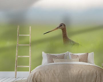 beslagen... Grutto *Limosa limosa*