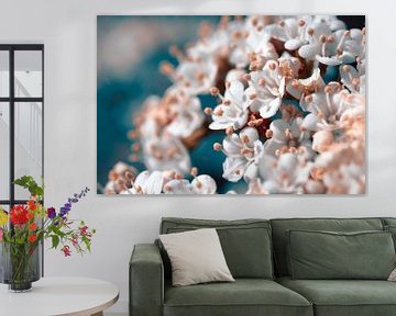 Fleur de printemps aux couleurs rétro sur Marjolein Fortuin