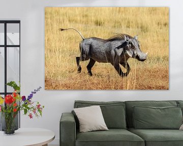 Wrattenzwijn in de savanne van Roland Brack