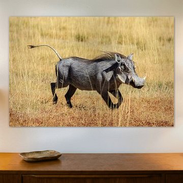 Warzenschwein in der Savanne