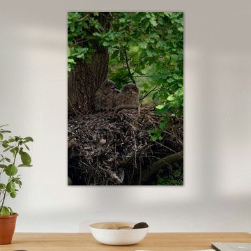 bei Einbruch der Dunkelheit... Europäischer Uhu *Bubo bubo*, Ju