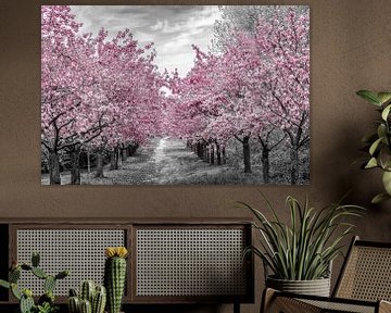 Charming cherry blossom alley by Melanie Viola