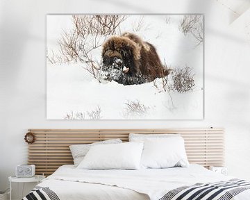 Muskox in deep snow in Dovrefjell-Sunndalsfjella National Park N sur Frank Fichtmüller