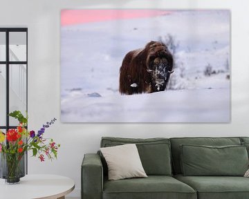 muskusos bij het eerste ochtendlicht in de winter in Dovrefjell-Sunn van Frank Fichtmüller