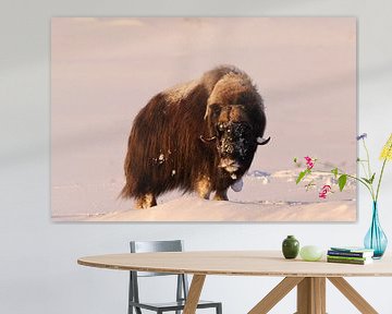 musk ox dans la première lumière du matin en hiver dans le parc national de Dovrefjell-Sunndalsfjell