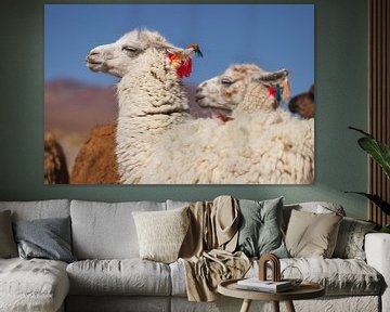 lamas in bolivia by Daniël Schonewille