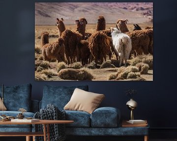 Lamas in Bolvia