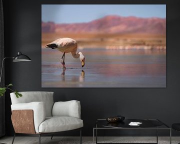 Flamingos in bolivia by Daniël Schonewille