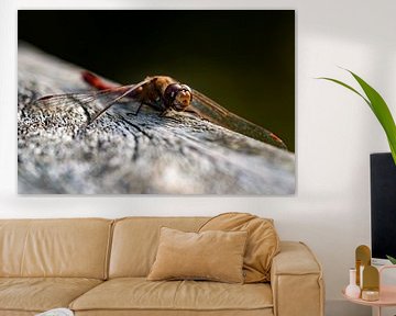 Photo of a fire dragonfly on a piece of wood by Kristof Leffelaer