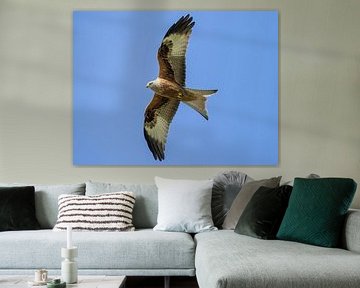 A red kite makes its rounds