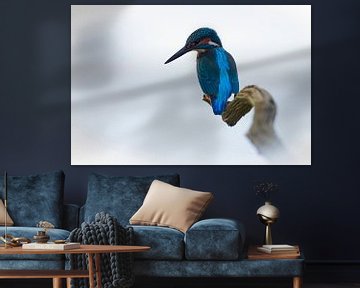 Kingfisher - Character blue by Kingfisher.photo - Corné van Oosterhout