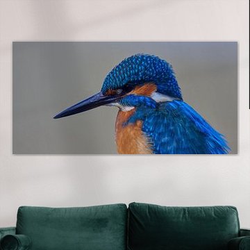 Kingfisher - Portrait of a beautiful kingfisher man in panoramic format