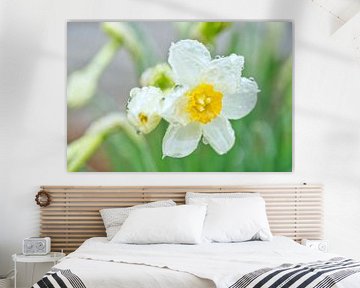 White Dwarf  Daffodile on a Rainy Spring Day in New Jersey by Iris Holzer Richardson