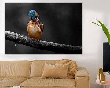 Martin-pêcheur sur une branche sous la pluie sur Gianni Argese
