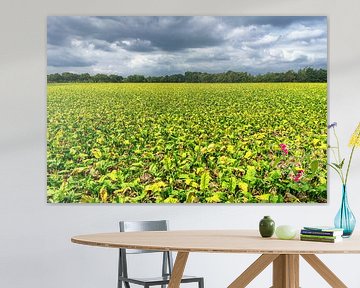 Weids uitzicht over een suikerbietenveld op een bewolkte zomerdag. van John Duurkoop